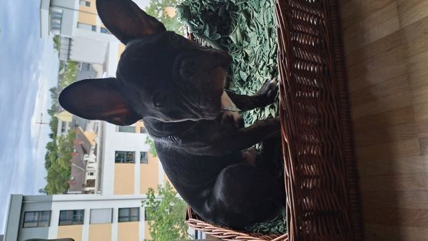 Französische Bulldogge