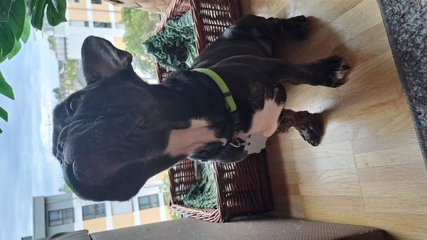 Französische Bulldogge
