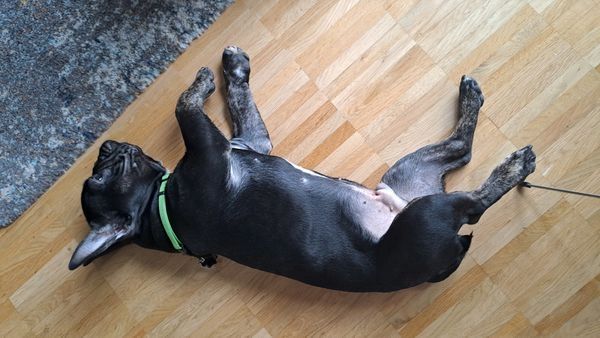 Französische Bulldogge