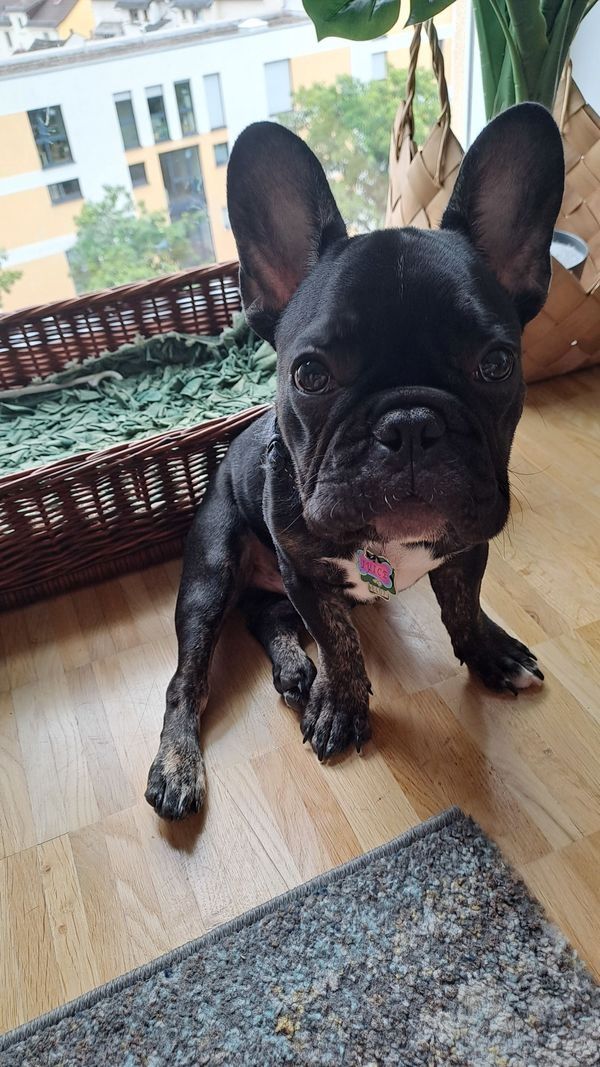 Französische Bulldogge