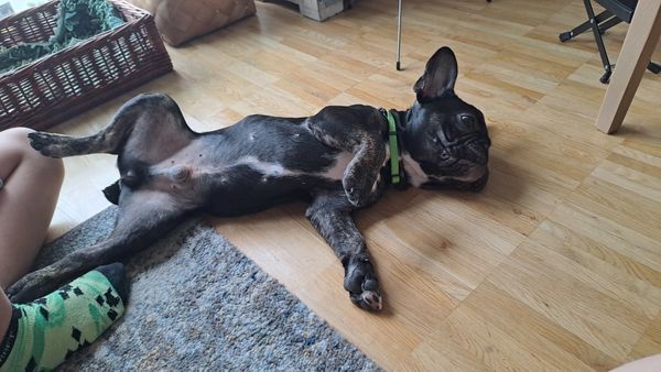 Französische Bulldogge