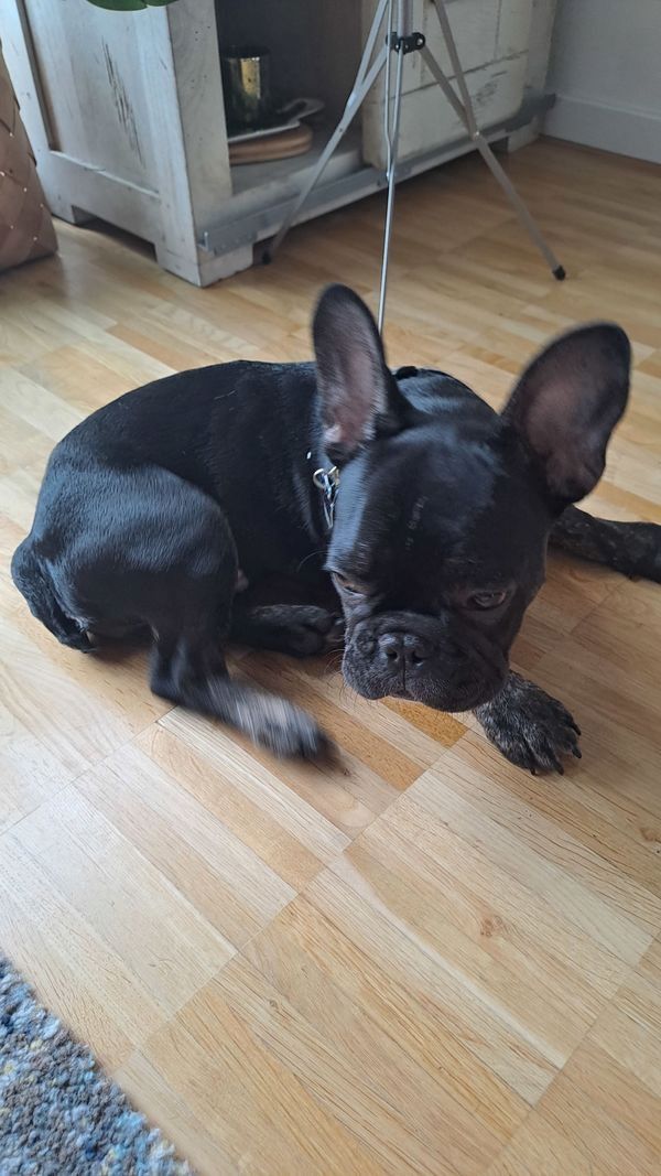 Französische Bulldogge