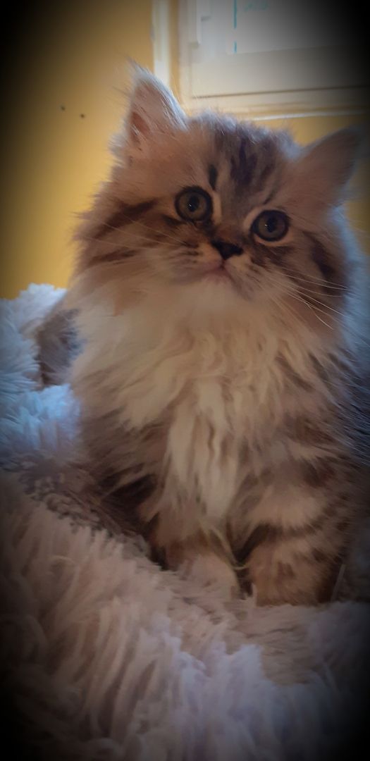 Junger Perserkater mit Gesundheitszeugnis