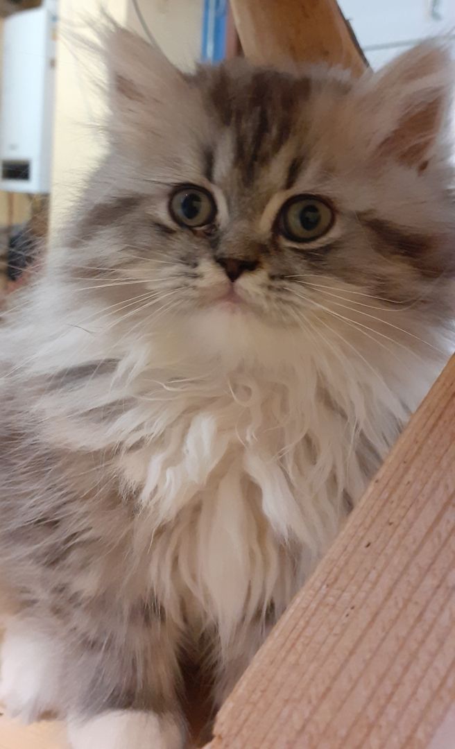 Junger Perserkater mit Gesundheitszeugnis