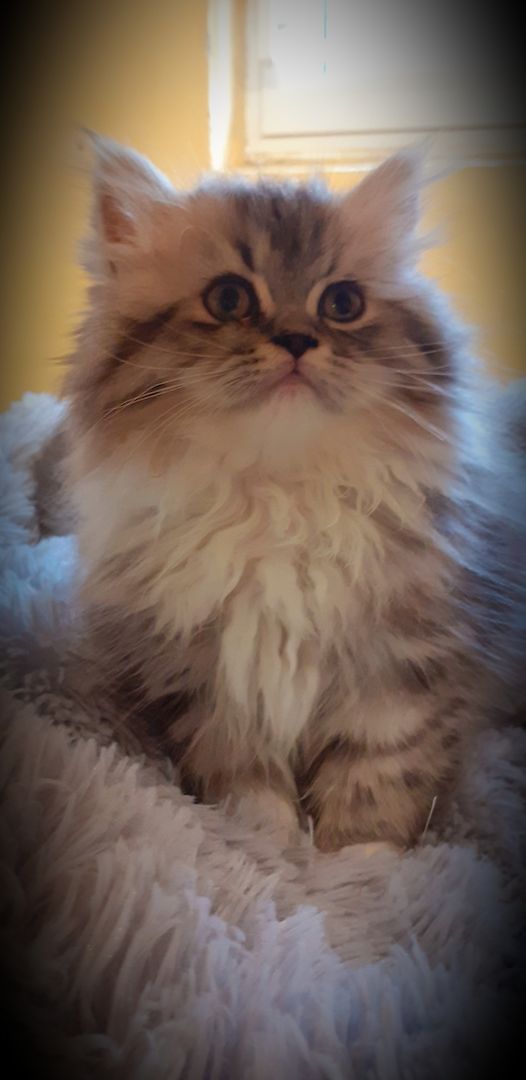 Junger Perserkater mit Gesundheitszeugnis