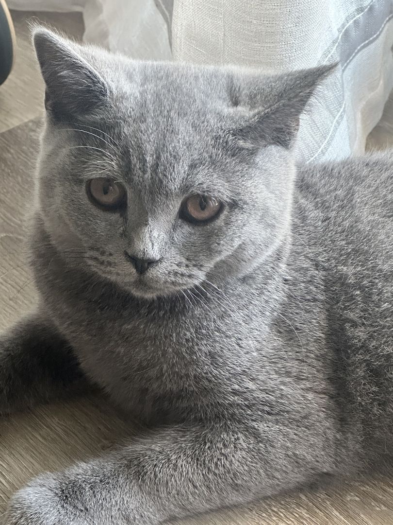 BHK kitten blau grau