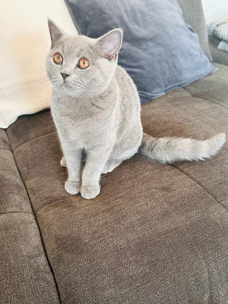 BHK kitten blau grau