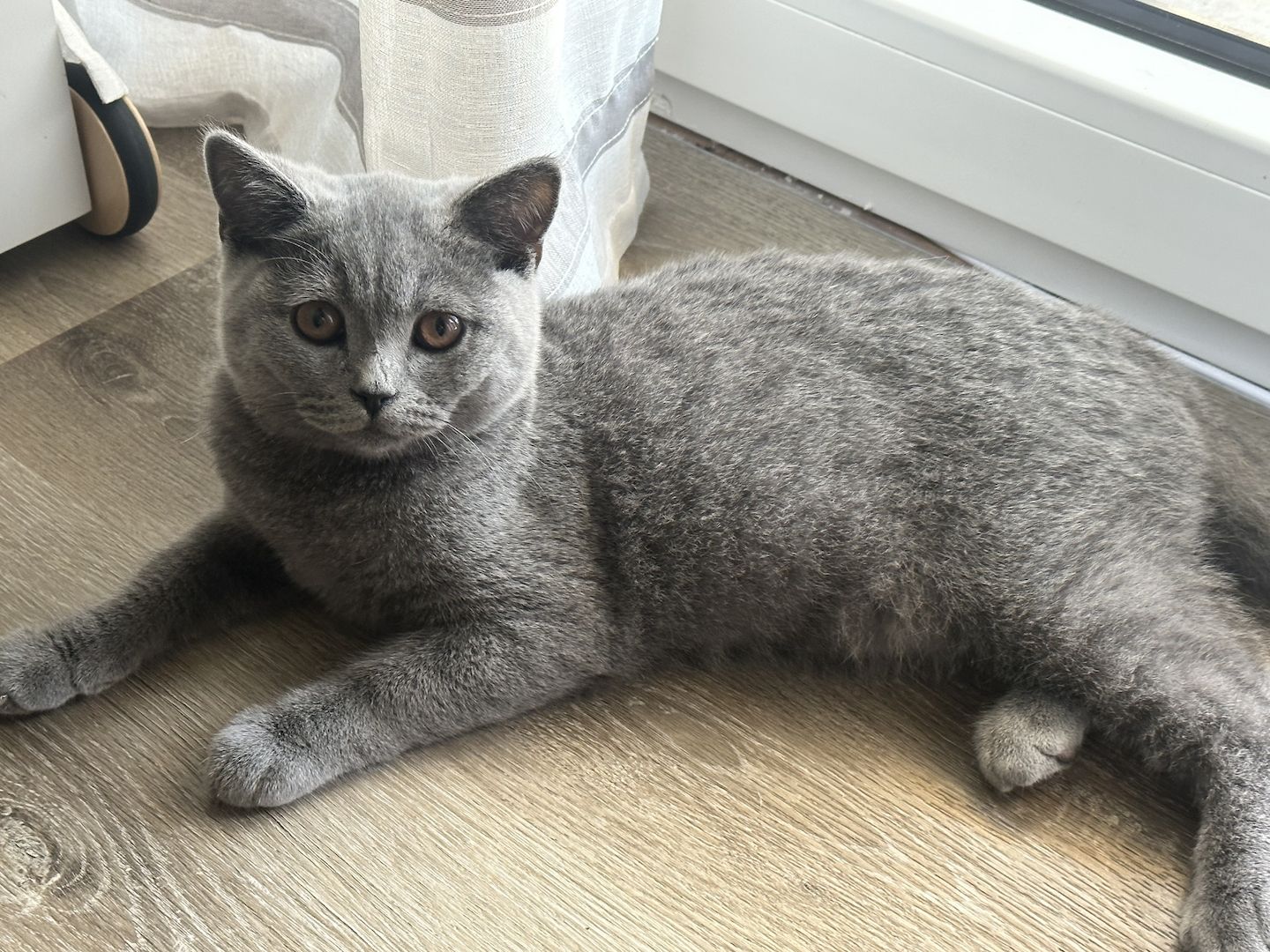 BHK kitten blau grau