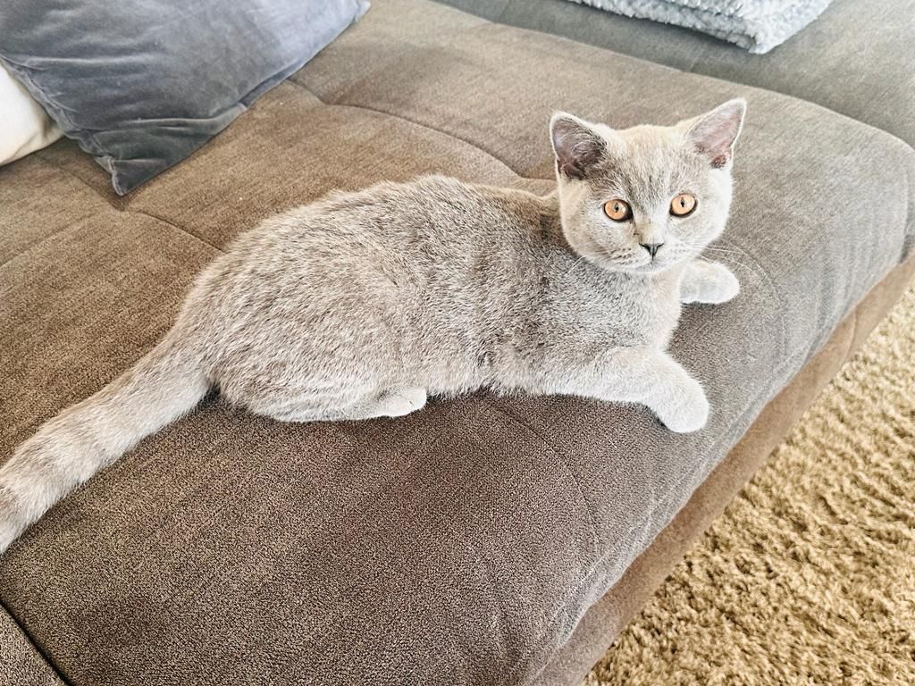 BHK kitten blau grau