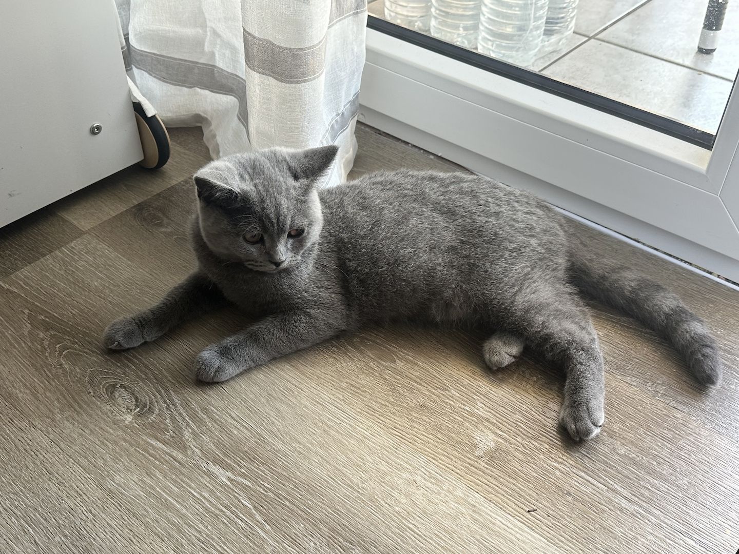 BHK kitten blau grau