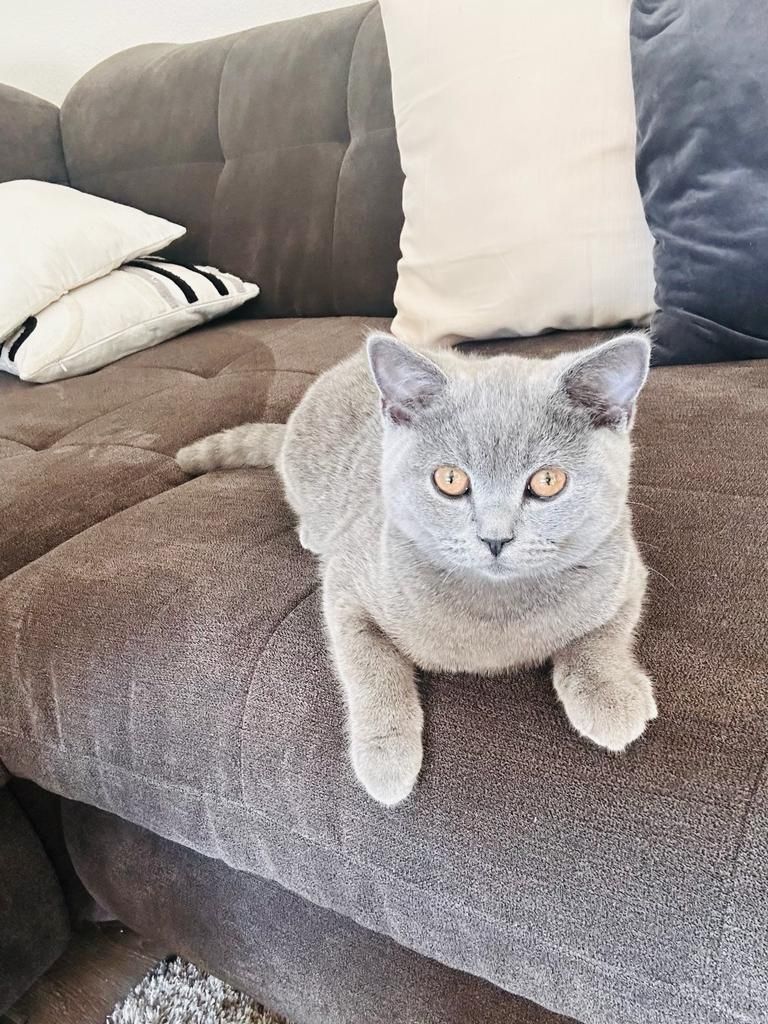 BHK kitten blau grau