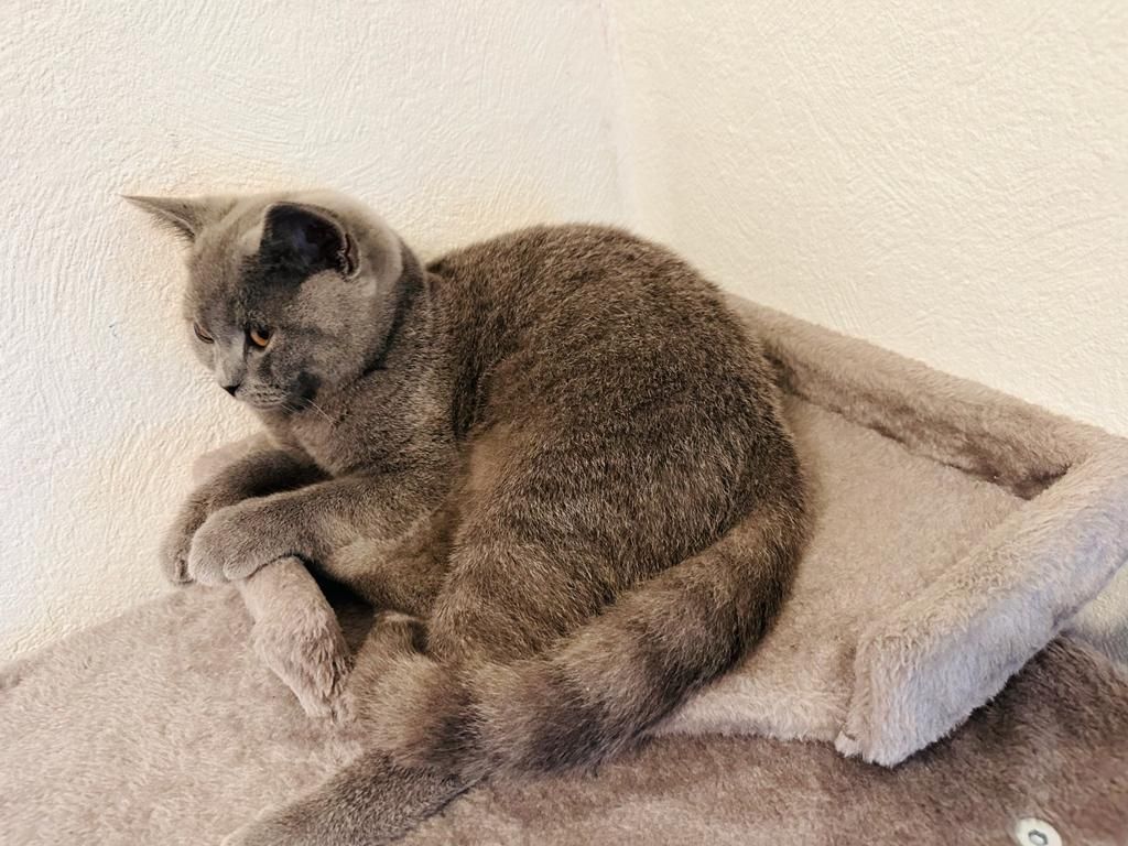 BHK kitten blau grau