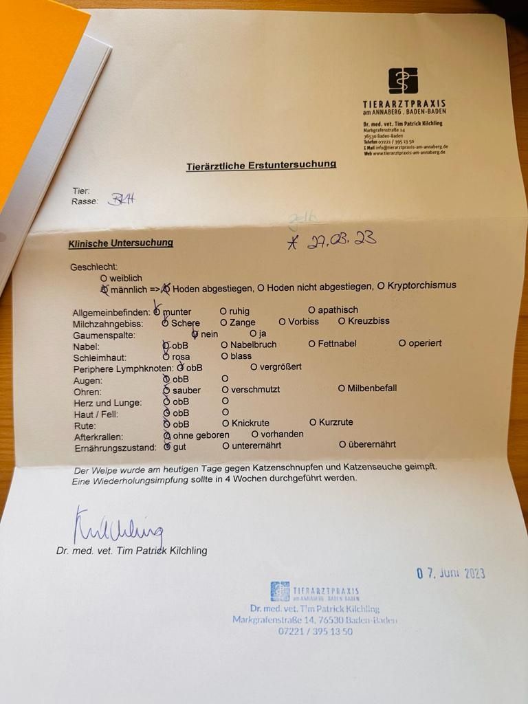 BHK kitten blau grau