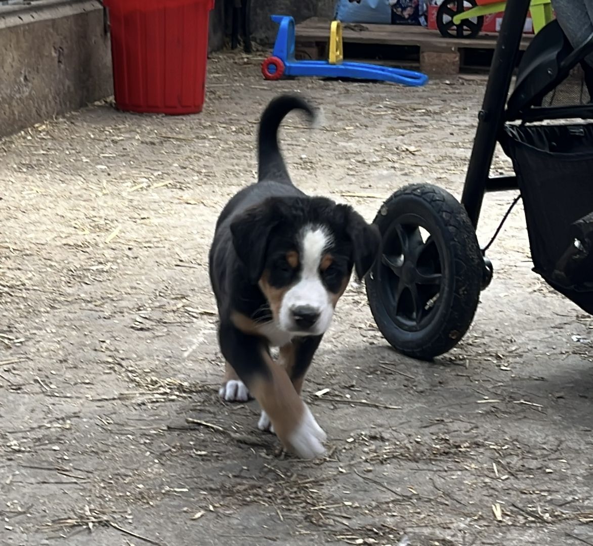 Schweizer Sennenhund Welpen