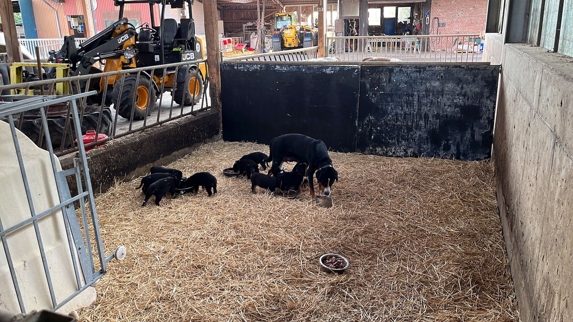 Schweizer Sennenhund Welpen