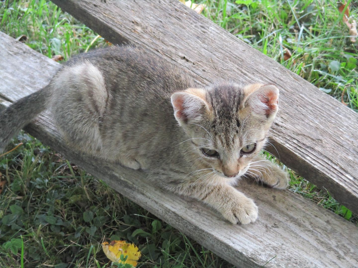 Süße Kätzchen in gute Hände abzugeben