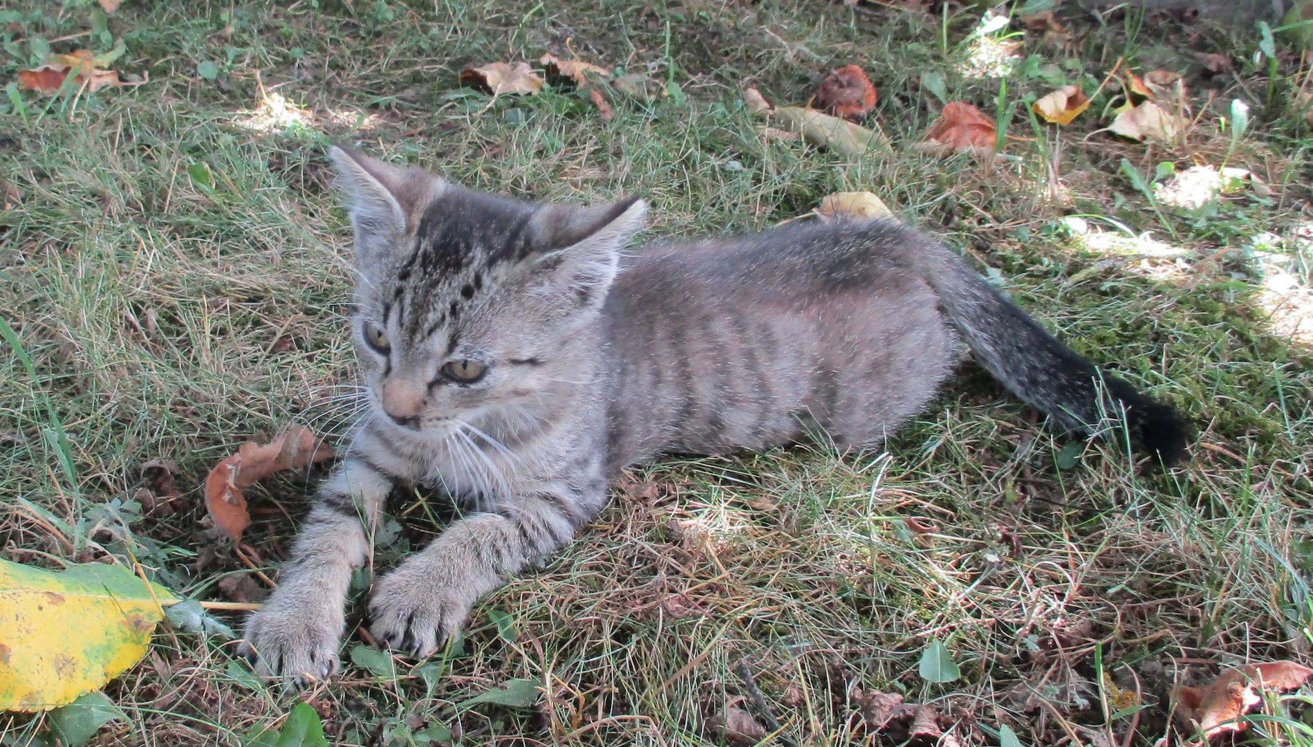 Süße Kätzchen in gute Hände abzugeben