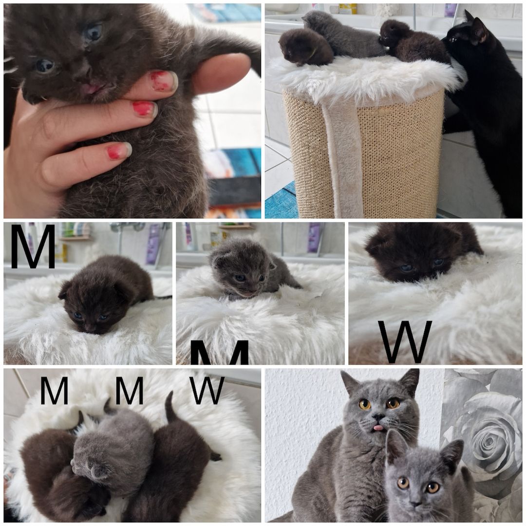 Britisch Kurzhaar Mix Kitten