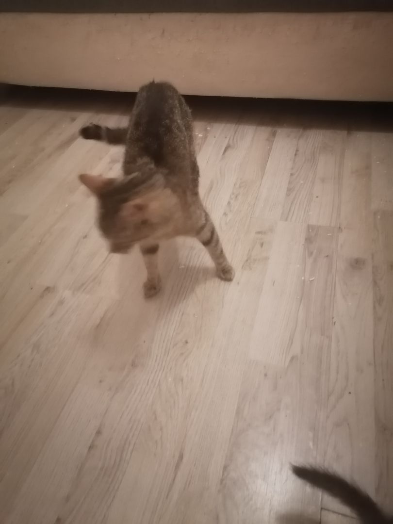 Vermittel eine getigerte Katze