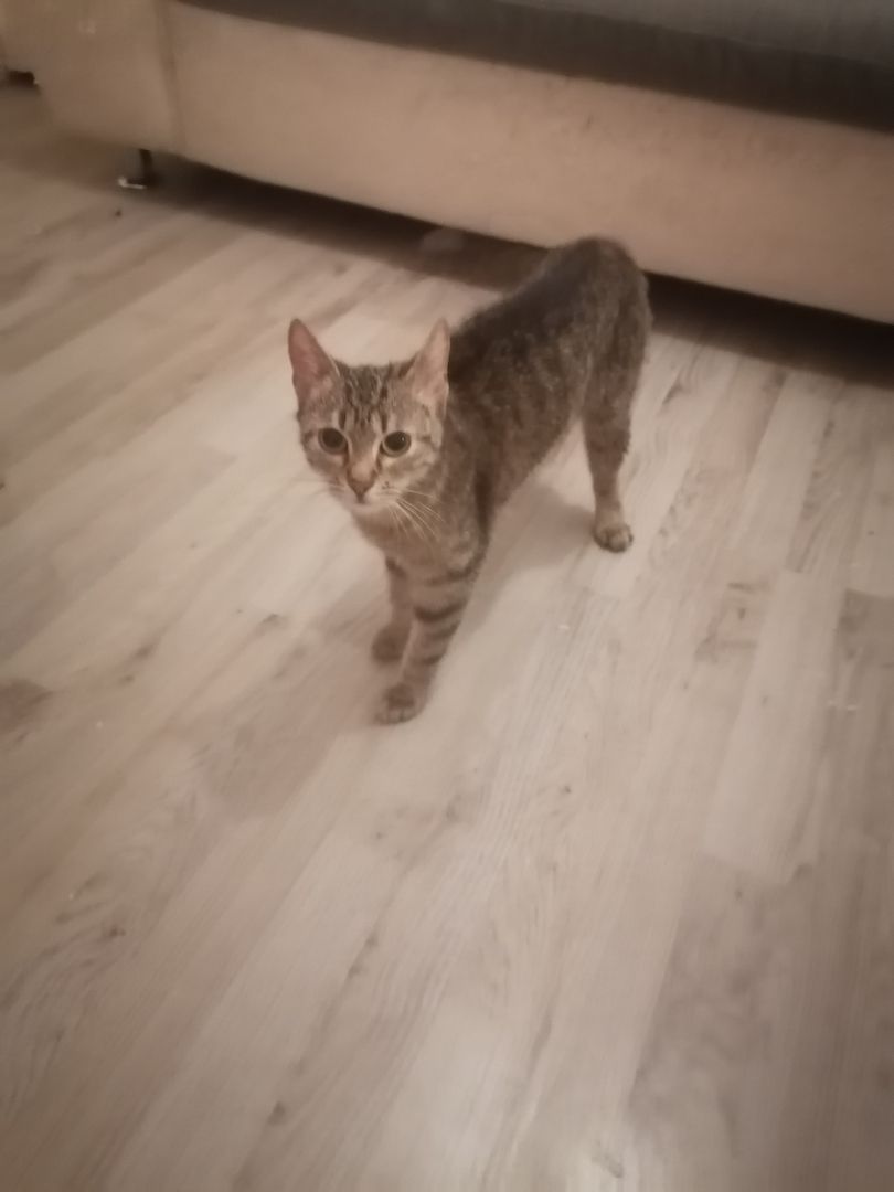 Vermittel eine getigerte Katze