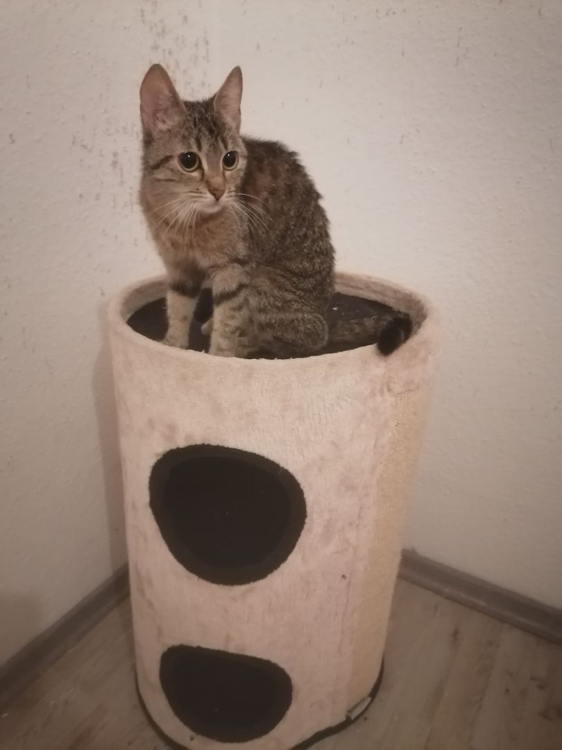 Vermittel eine getigerte Katze