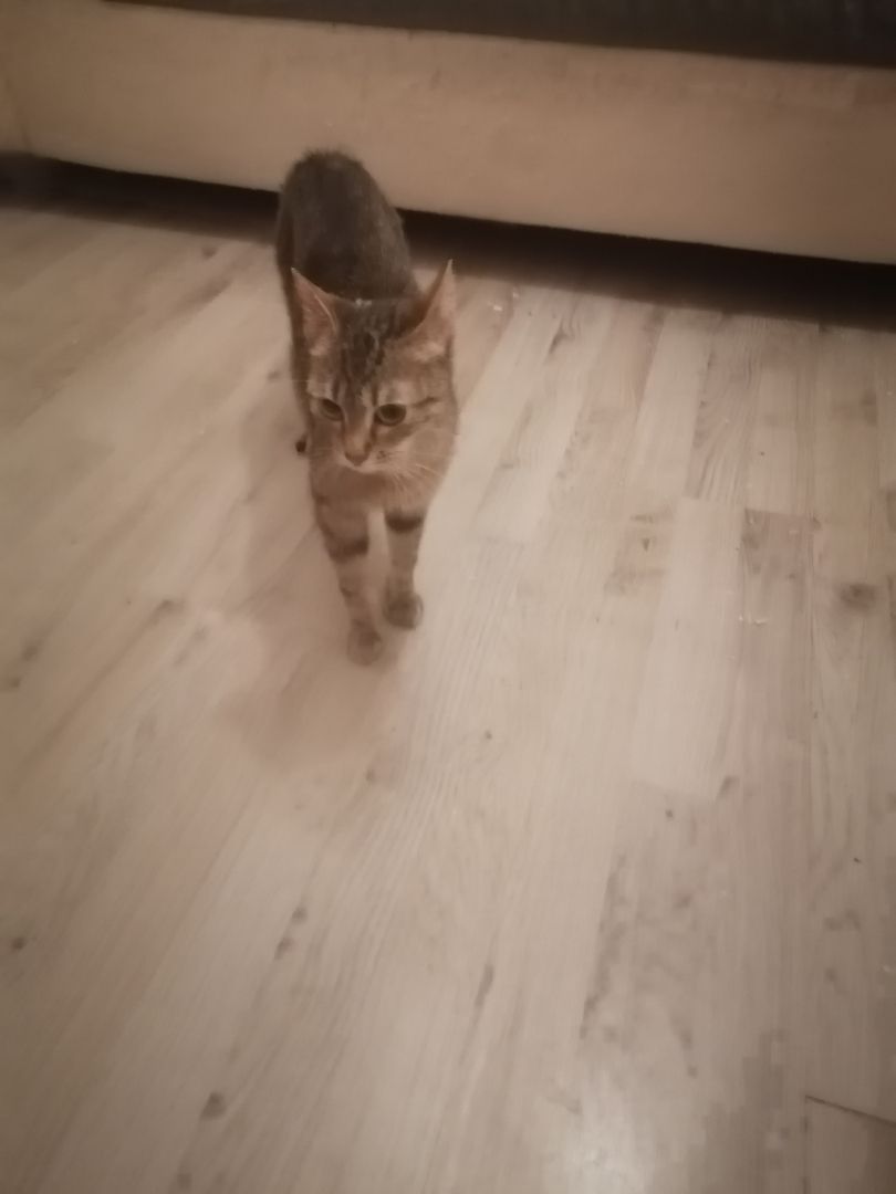 Vermittel eine getigerte Katze