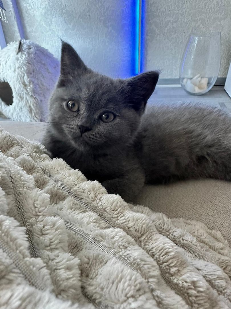 2 süße BKH Kitten abzugeben