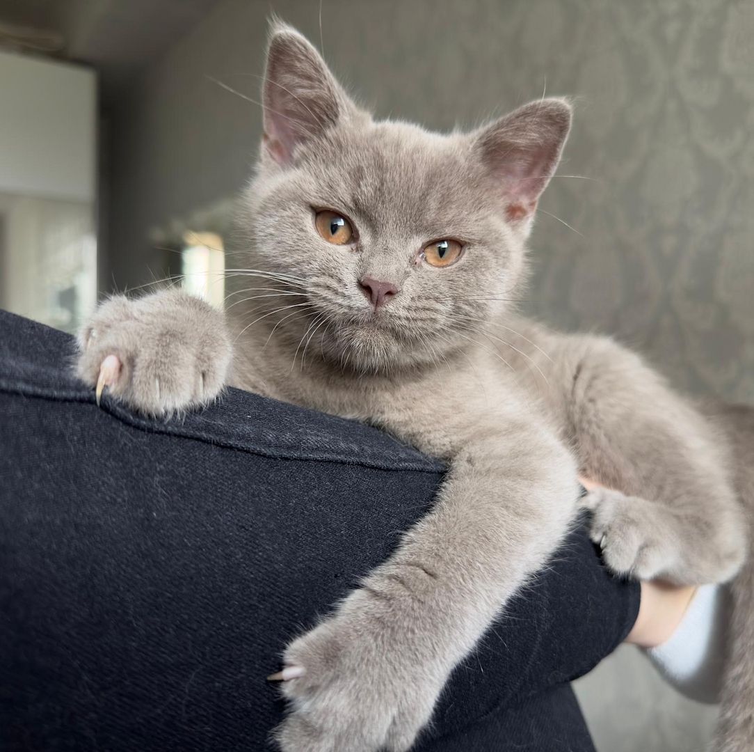 2 süße BKH Kitten abzugeben