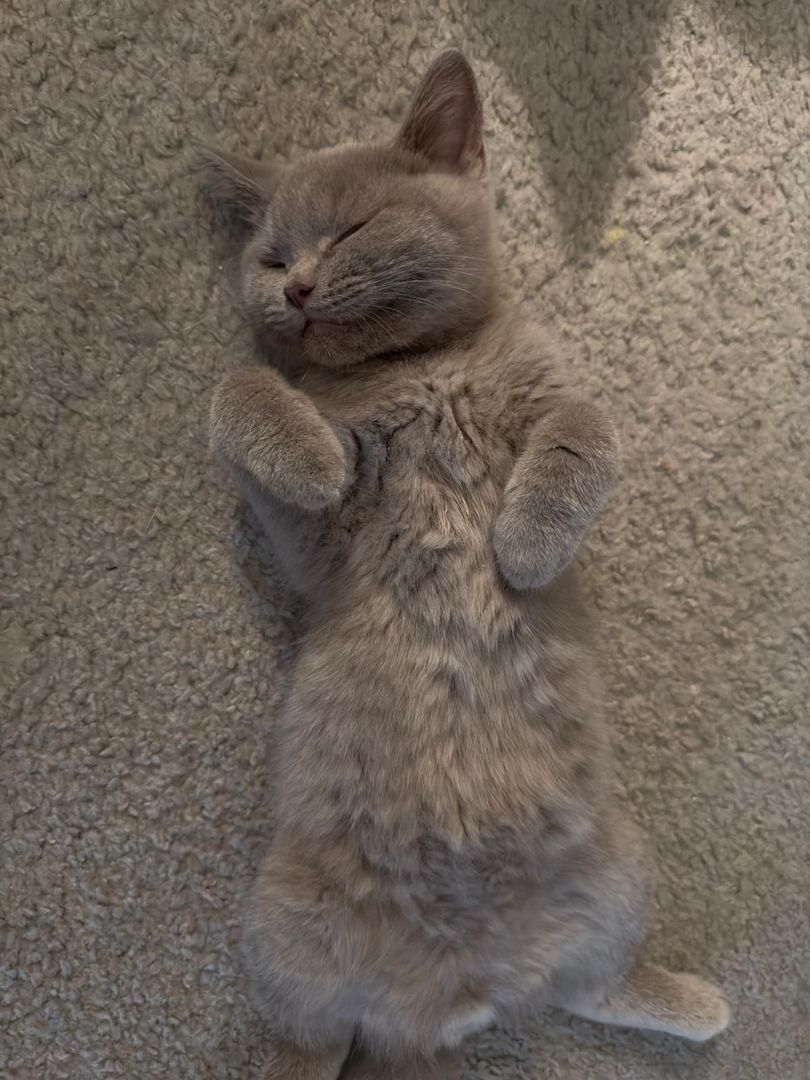 2 süße BKH Kitten abzugeben