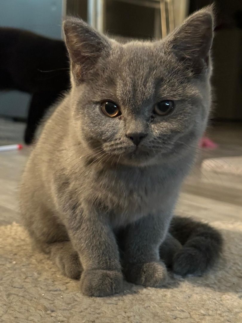 2 süße BKH Kitten abzugeben