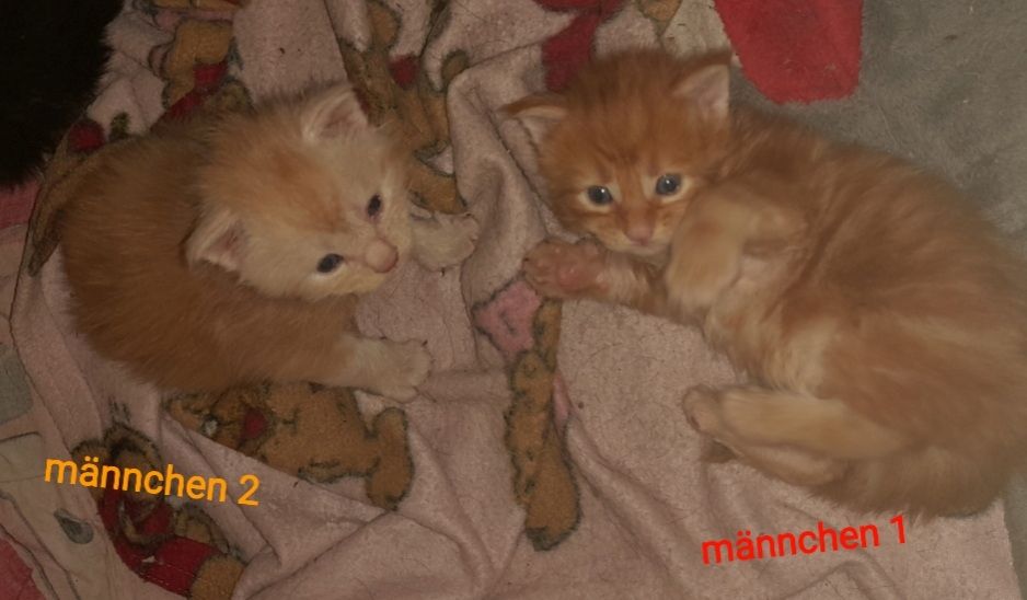 6 Xxl Maine coon kitten  reinrassig