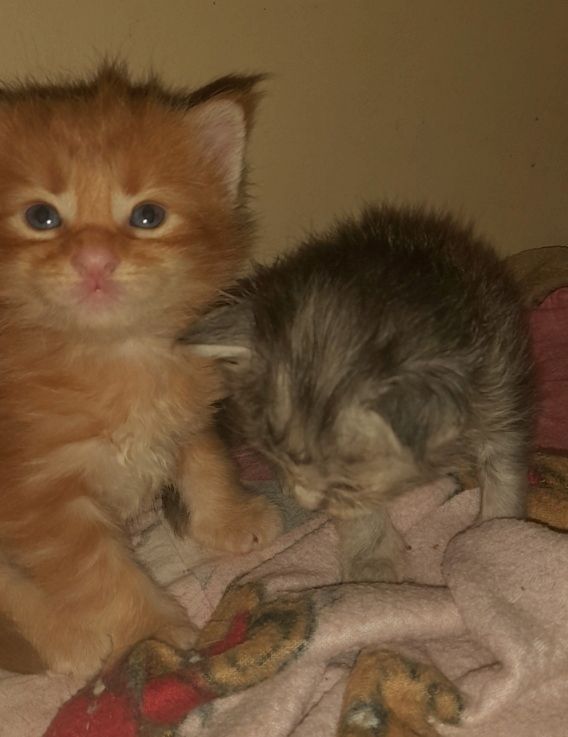 6 Xxl Maine coon kitten  reinrassig