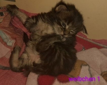 6 Xxl Maine coon kitten  reinrassig