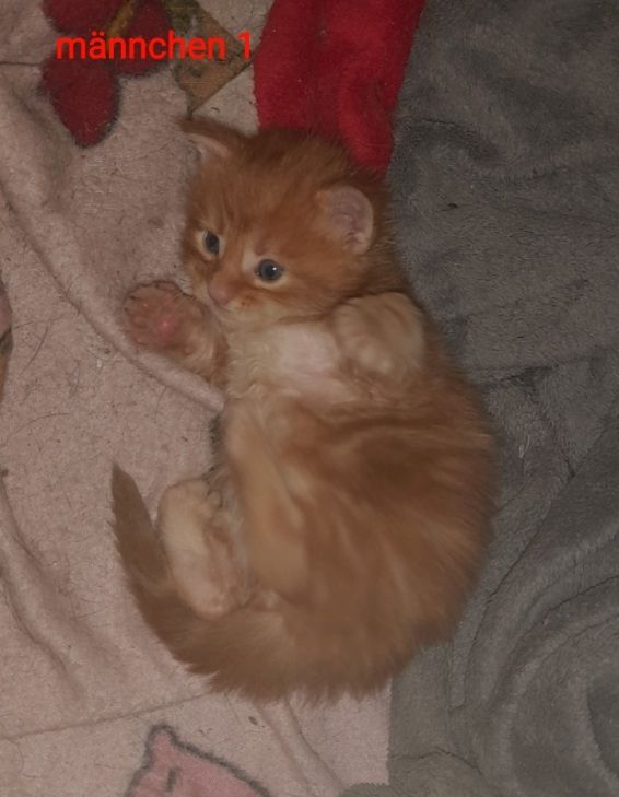6 Xxl Maine coon kitten  reinrassig