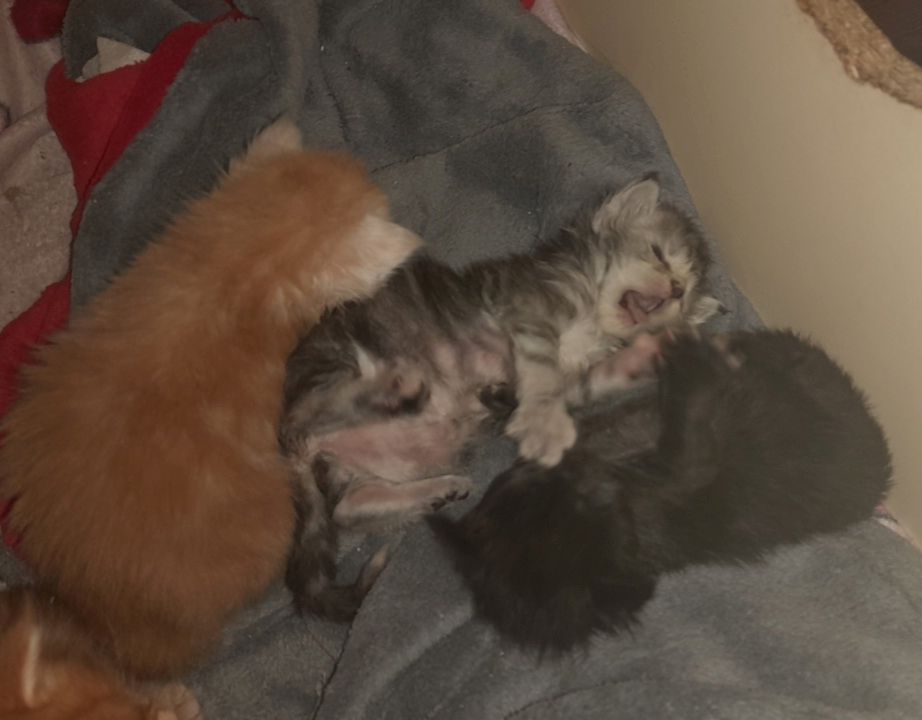 6 Xxl Maine coon kitten  reinrassig