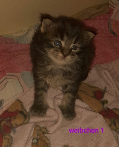 6 Xxl Maine coon kitten  reinrassig