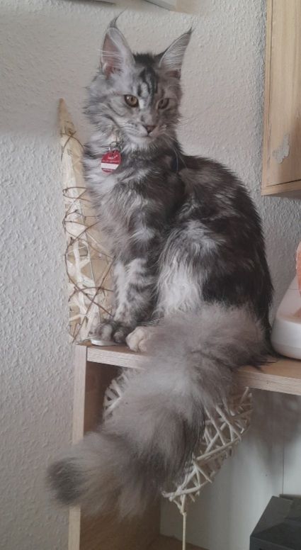 6 Xxl Maine coon kitten  reinrassig