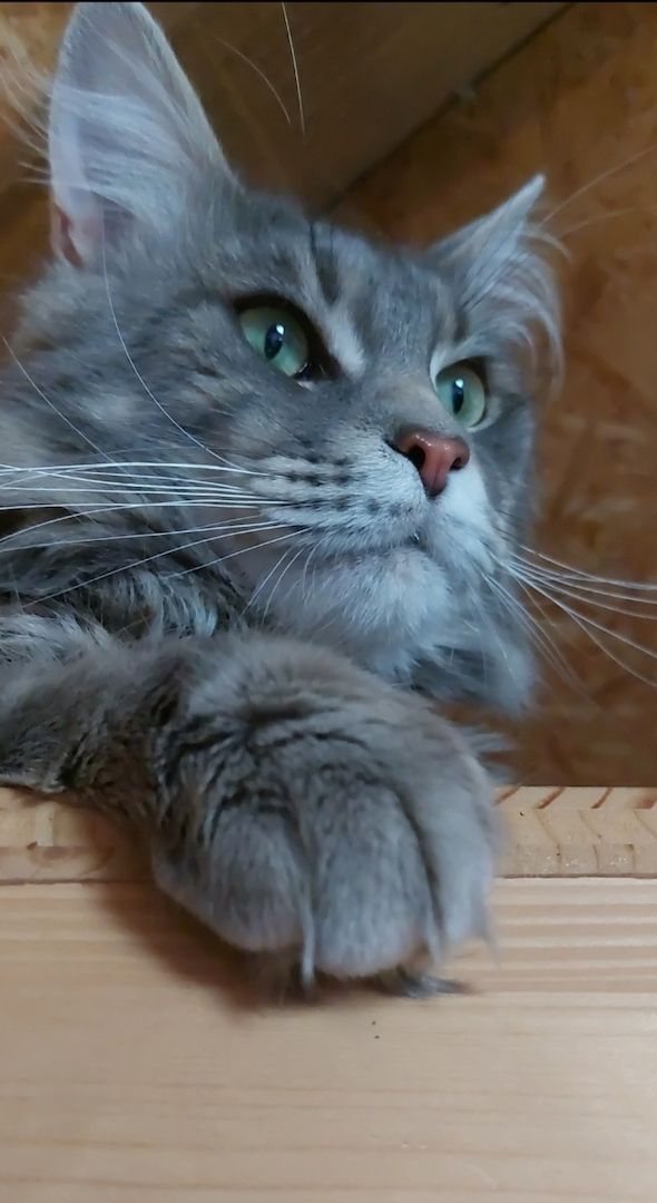 6 Xxl Maine coon kitten  reinrassig