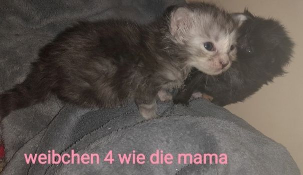 6 Xxl Maine coon kitten  reinrassig