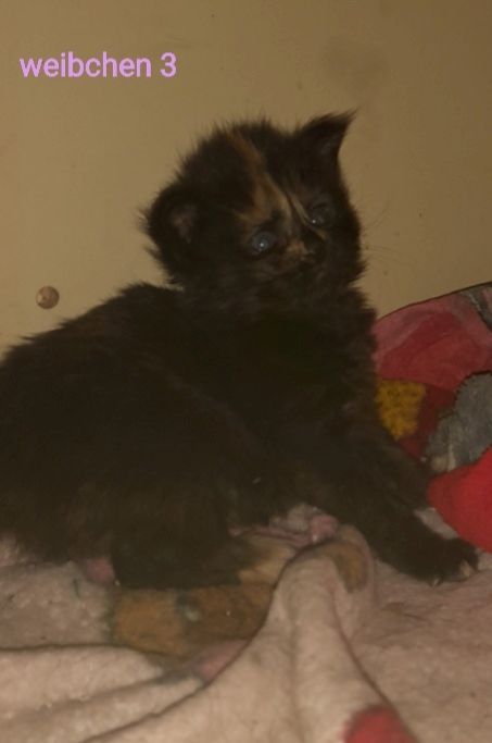 6 Xxl Maine coon kitten  reinrassig