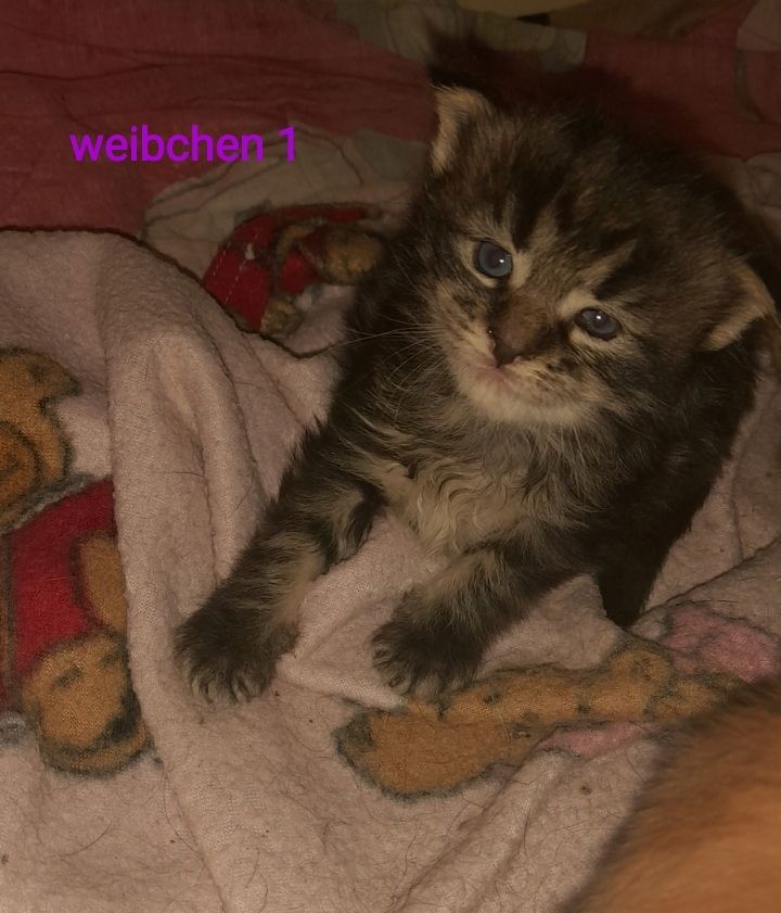 6 Xxl Maine coon kitten  reinrassig