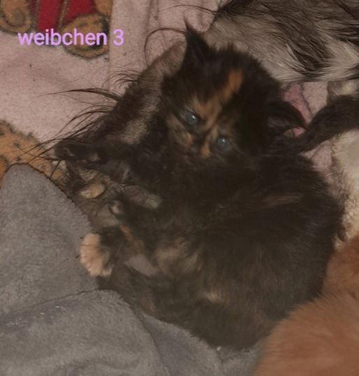 6 Xxl Maine coon kitten  reinrassig