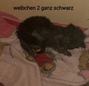 6 Xxl Maine coon kitten  reinrassig