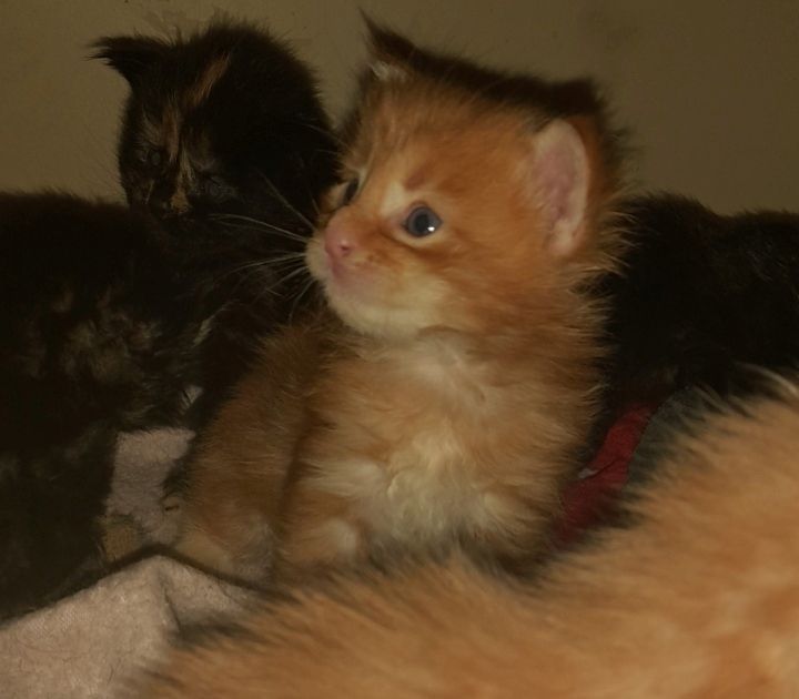 6 Xxl Maine coon kitten  reinrassig