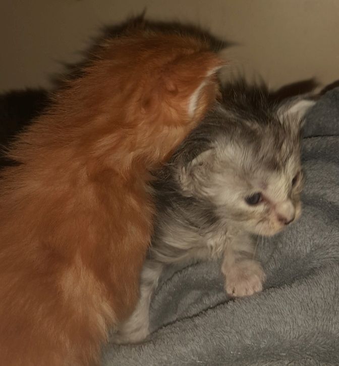 6 Xxl Maine coon kitten  reinrassig