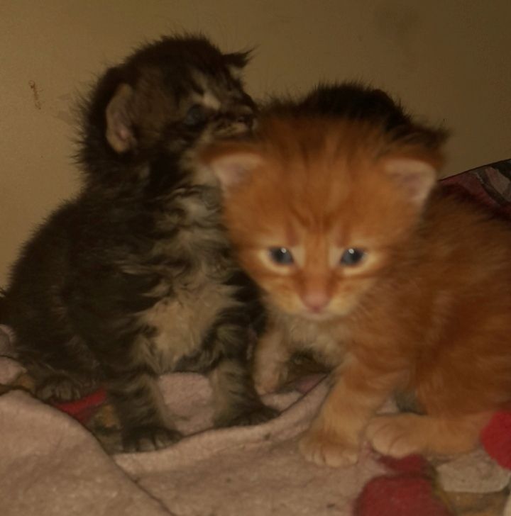 6 Xxl Maine coon kitten  reinrassig