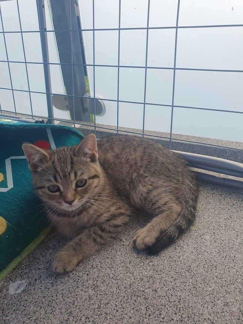 BKH Kitten suchen ein schönes Zuhause