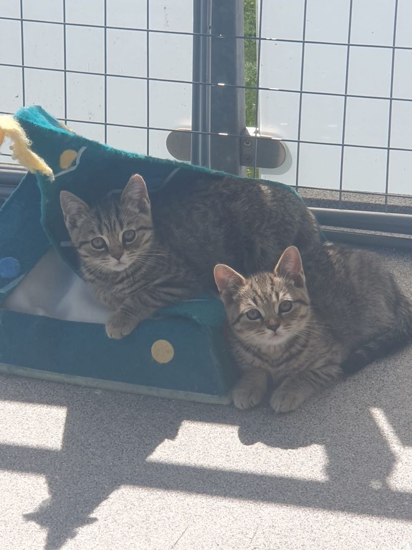 BKH Kitten suchen ein schönes Zuhause