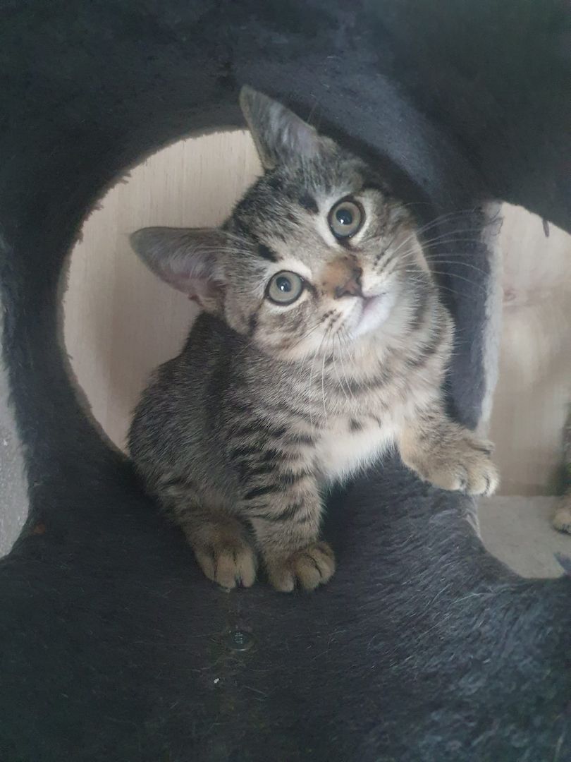 BKH Kitten suchen ein schönes Zuhause