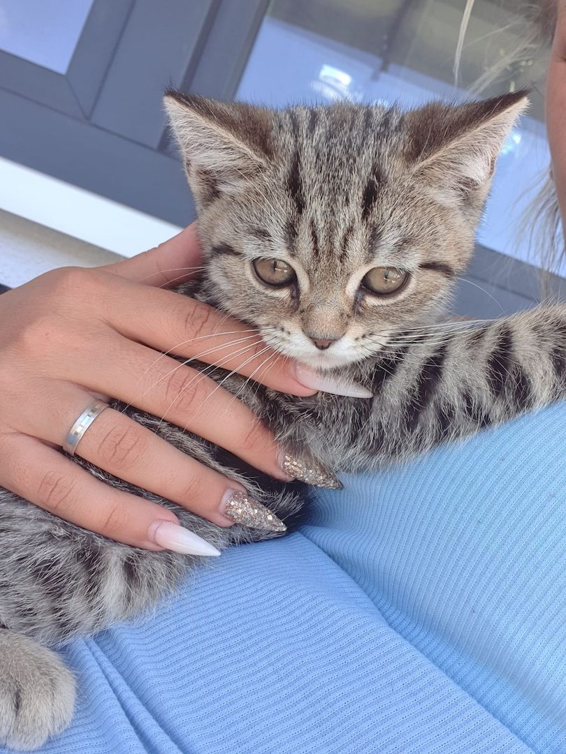 BKH Kitten suchen ein schönes Zuhause